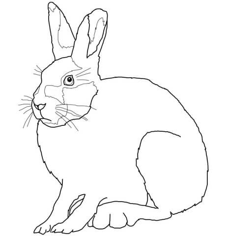 Arctic hare coloring page from hares category select from printable crafts of cartoons nature animals bibleâ arctic hare coloring pages arctic animals