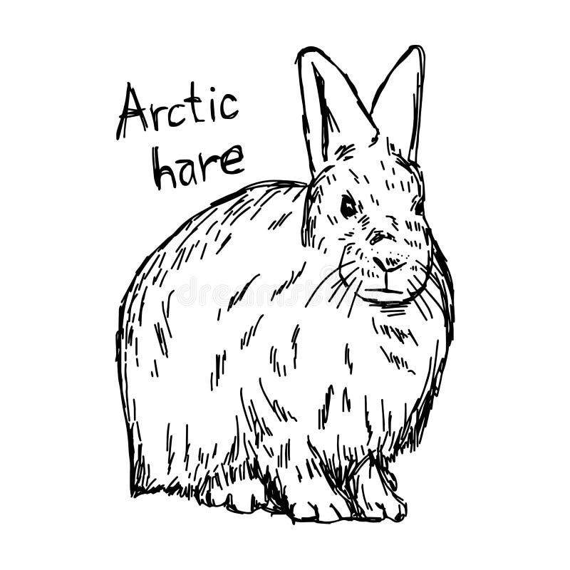 Snowshoe hare stock illustrations â snowshoe hare stock illustrations vectors clipart