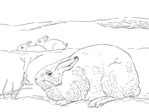 Arctic hares coloring page free printable coloring pages