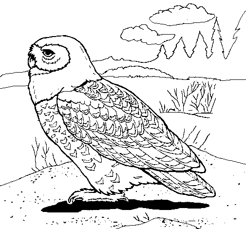 Snowy owl coloring page