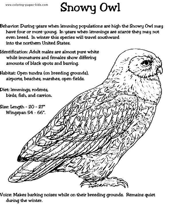 Snowy owl coloring page owl coloring pages snowy owl owl