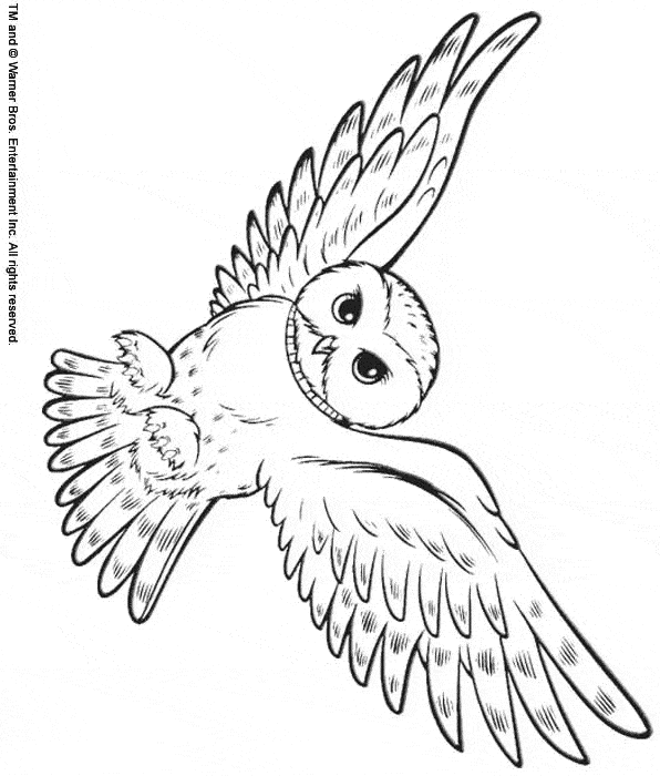 Snowy owl coloring page