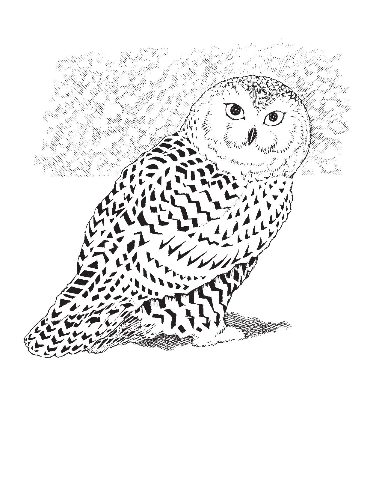 Snowy owl