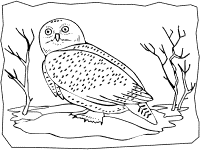 Owls coloring pages and printable activities