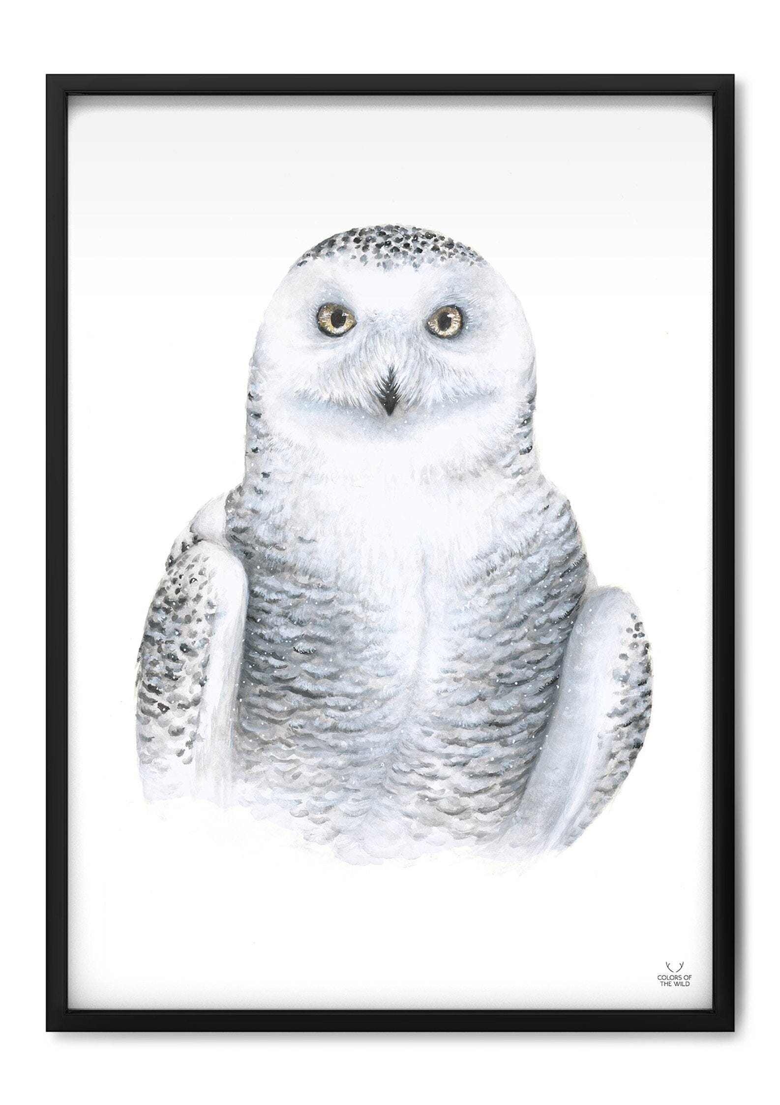 Snowy owl