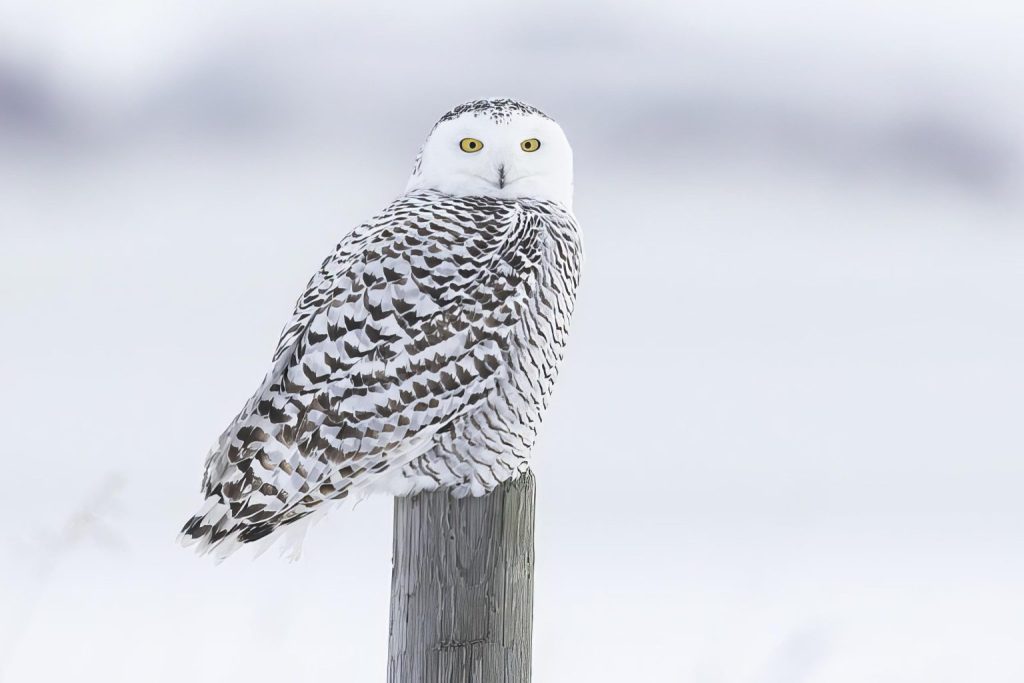 Alberta owls coloring page