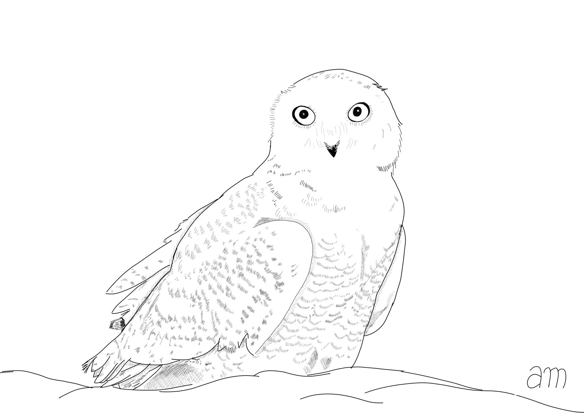 Ðî aravind on x inktoberday inktober prompt snow a snowy owl their white feathers help in perfect camouflage in snowy habitat harry potters owl hedwig was a snowy owl httpstcoyxqimizgxh x