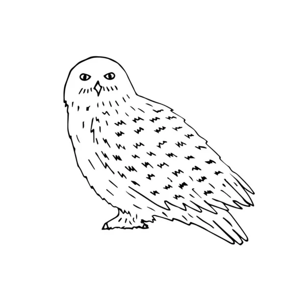 Snowy owl vector images