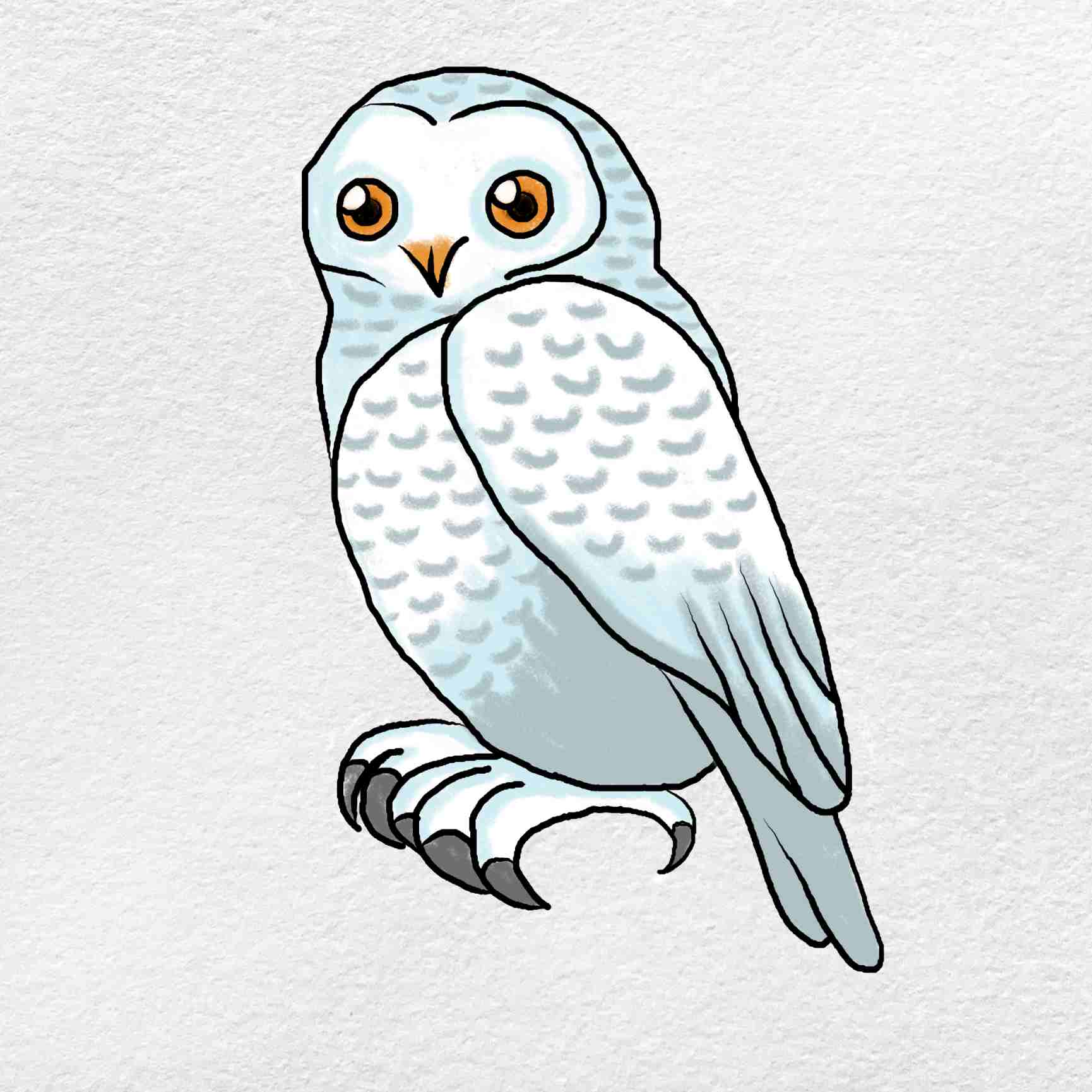 Snowy owl drawing