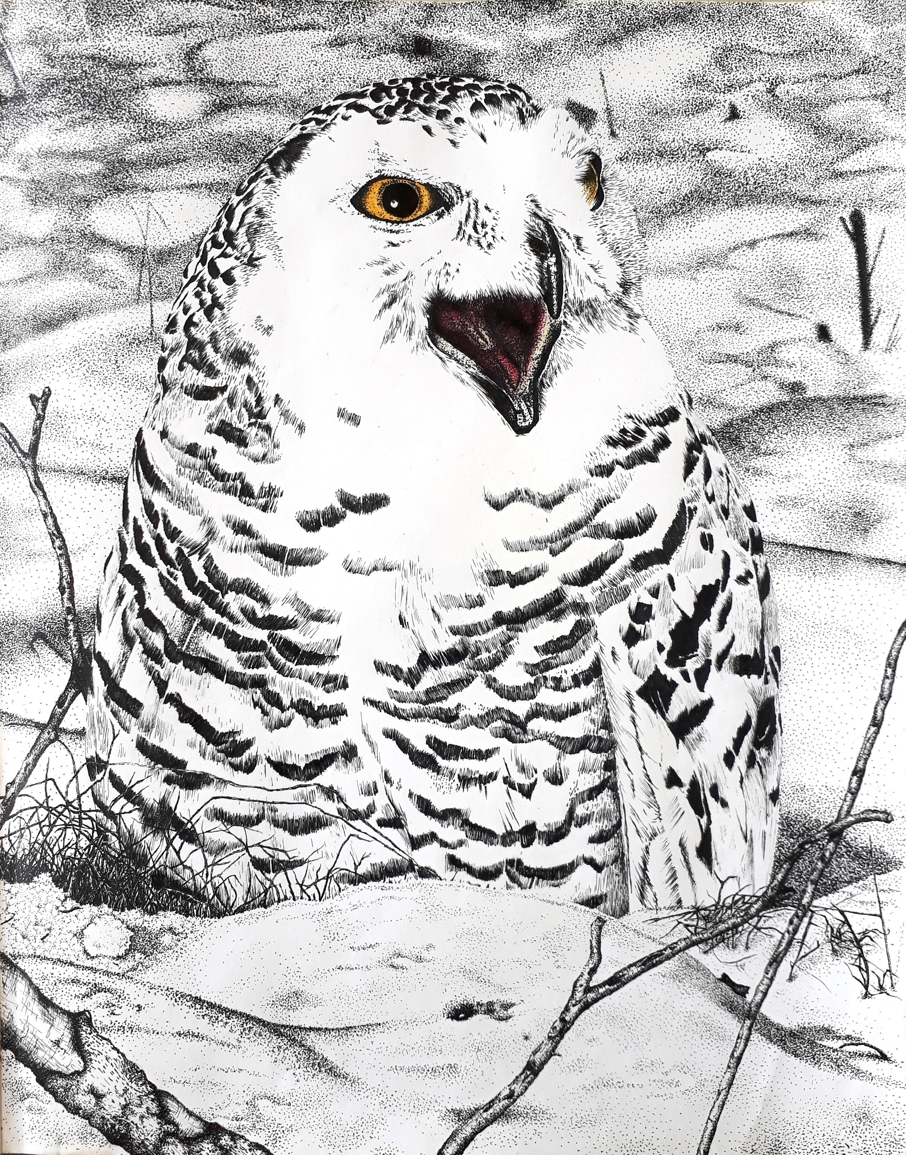 Snowy owl me pen ink on paper rart