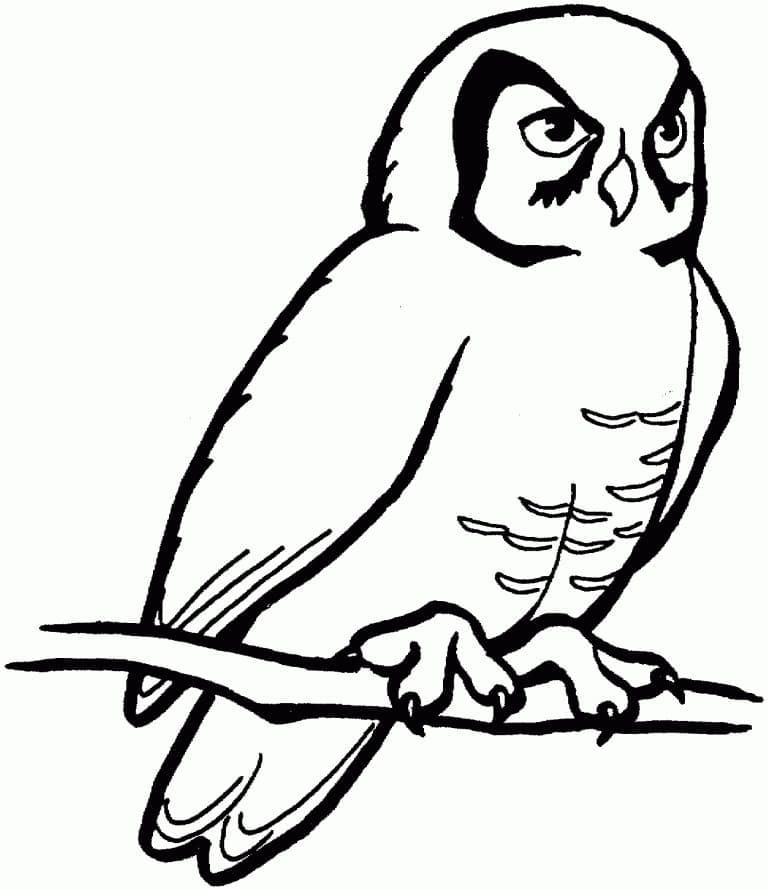 Printable owl coloring page