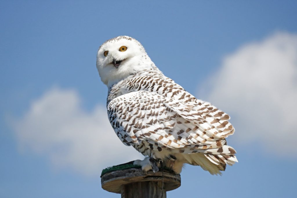 Snowy owl coloring page