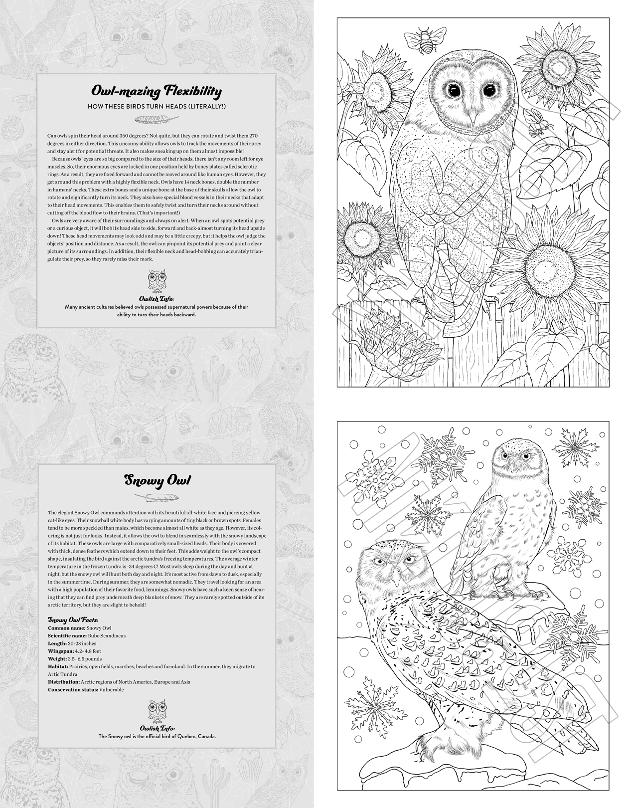 Whoos who in the night sky an owl coloring book â nikki august