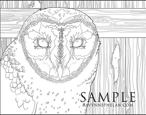 Barn owl colouring page