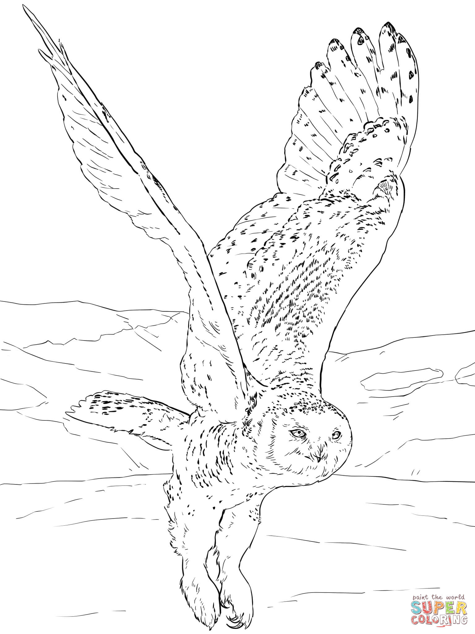 Snowy owl coloring page free printable coloring pages