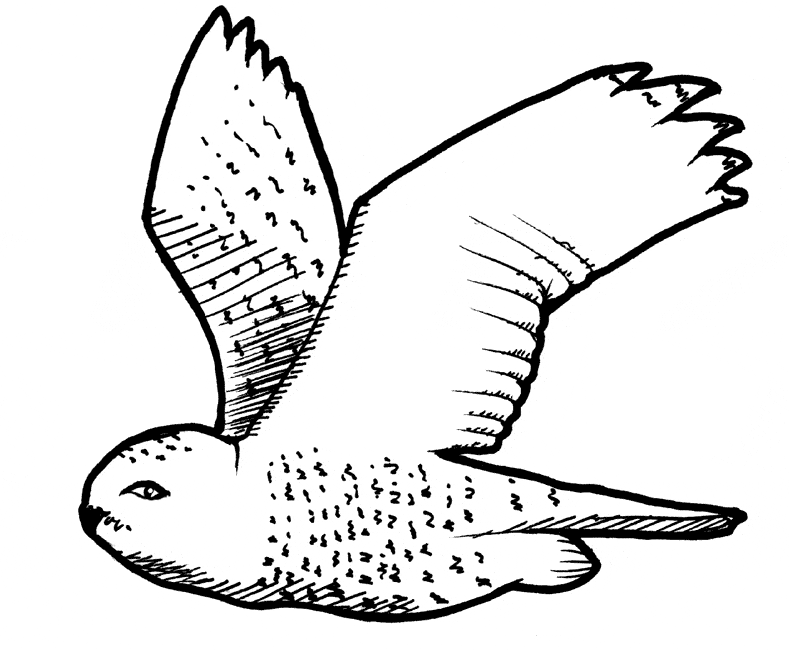 Snowy owl coloring page