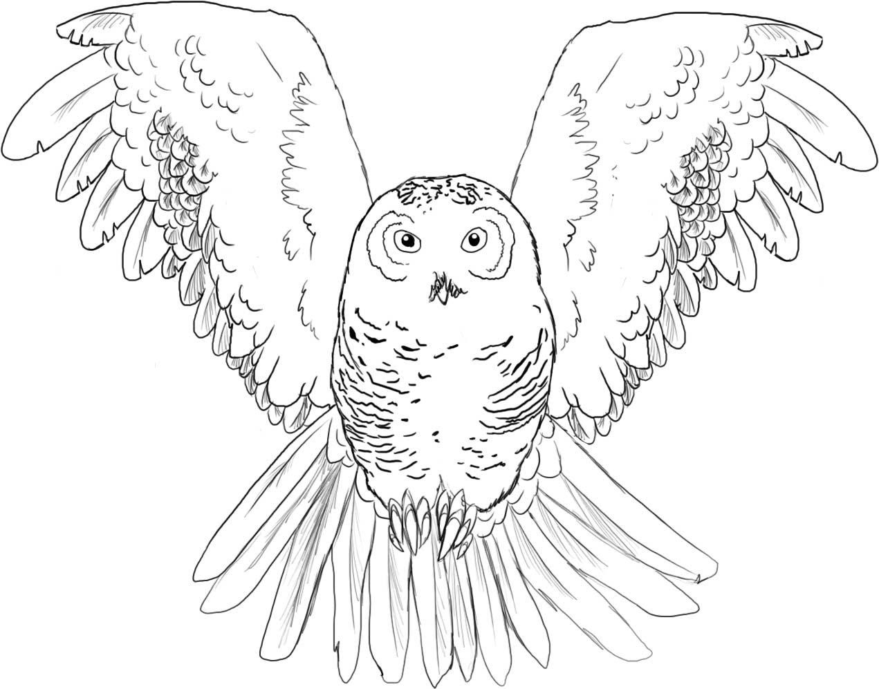 Free printable owl coloring pages for kids