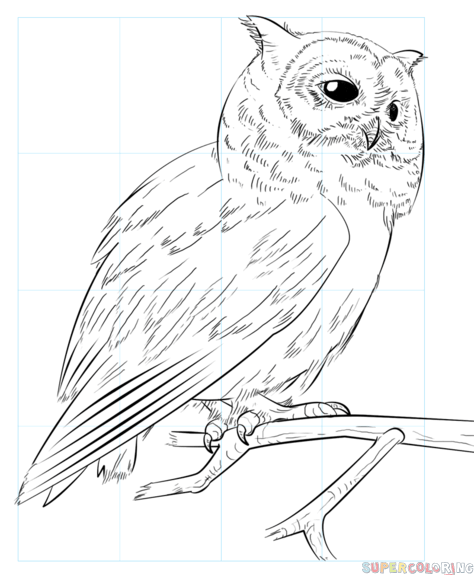 How to draw a realistic owl step by step drawing tutorials