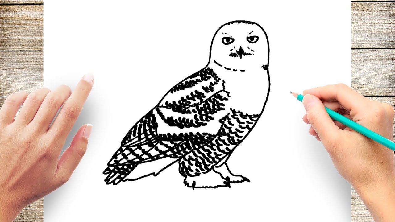 How to draw a snowy owl