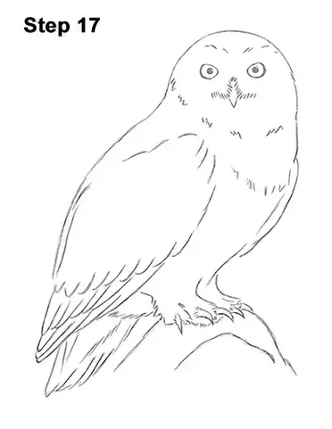 How to draw a snowy owl