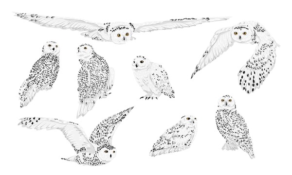 Thousand cartoon snowy owl royalty