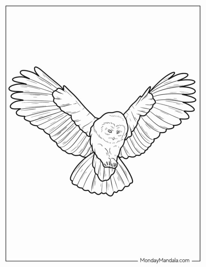 Owl coloring pages free pdf printables