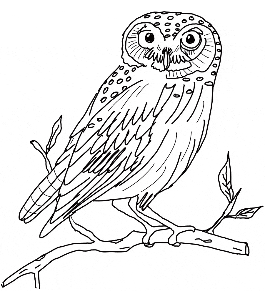 Snowy owl coloring page