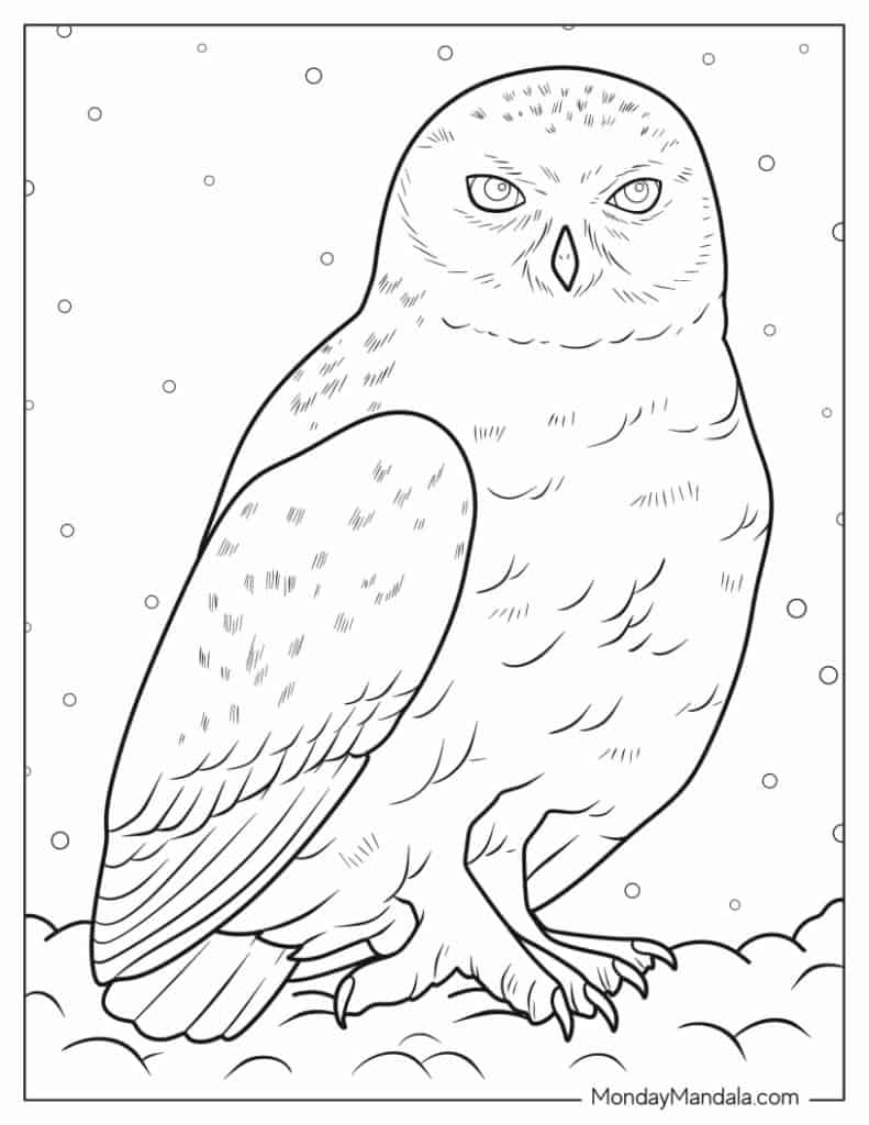 Owl coloring pages free pdf printables
