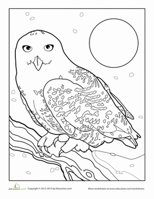 Snowy owl worksheet education owl coloring pages coloring pages snowy owl
