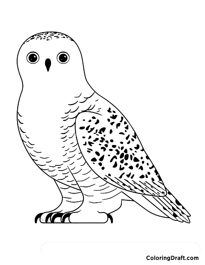 Snowy owl coloring pages