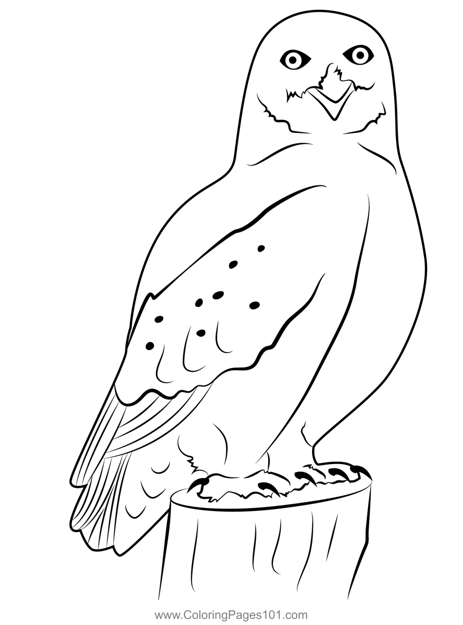 Snow owl coloring page owl coloring pages snow owl coloring pages