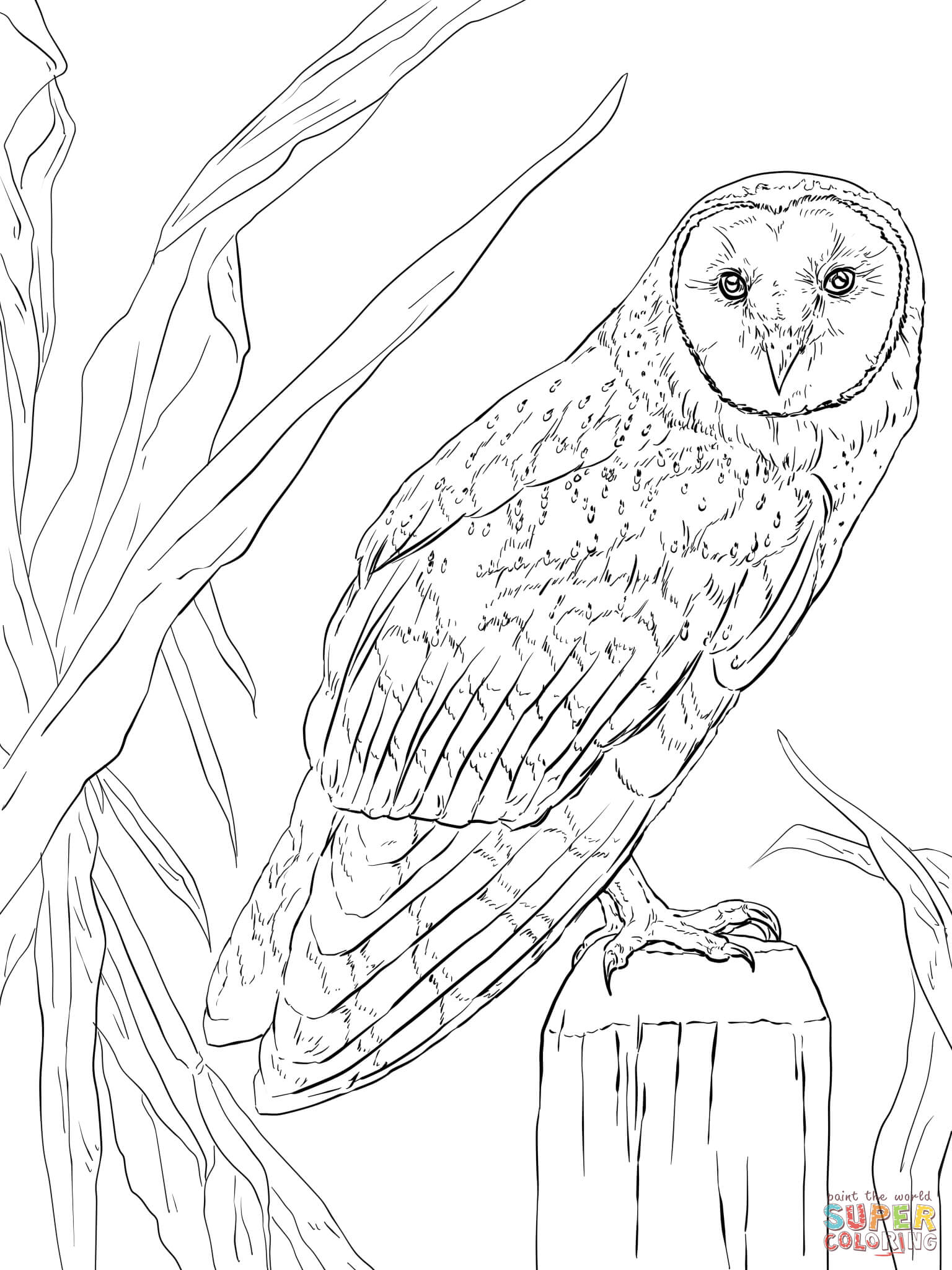 Barn owl coloring page free printable coloring pages