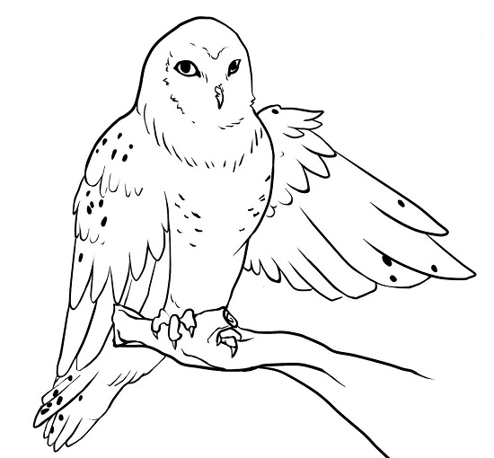 Snowy owl coloring page