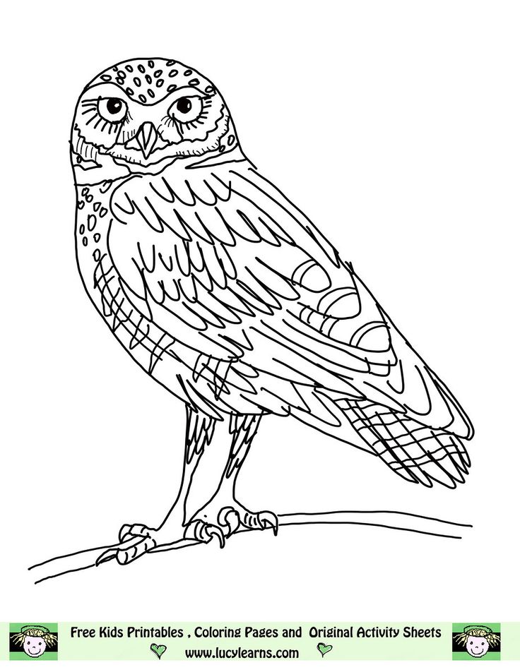 Owl coloring pages free printables owl coloring pageslucy learns owl coloring page elf owl piâ owl coloring pages owl pictures to color animal coloring pages