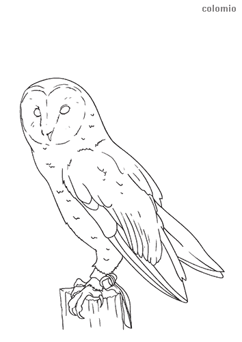 Owls coloring pages free printable owl coloring sheets