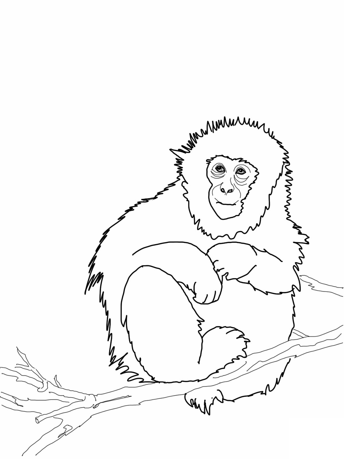 Free printable monkey coloring pages for kids