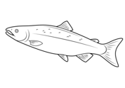 Salmon coloring pages free coloring pages