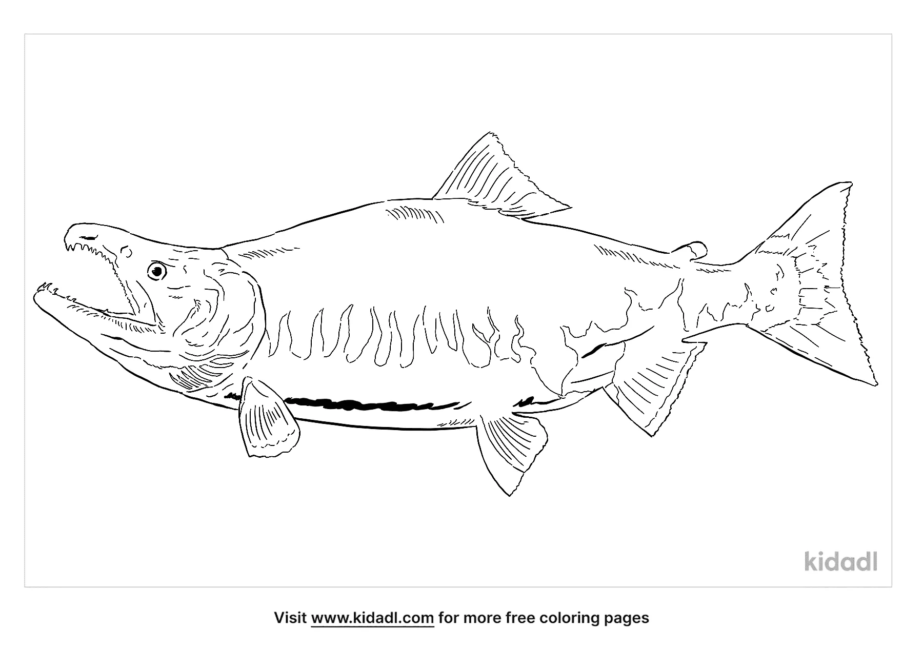 Free sockeye salmon coloring page coloring page printables