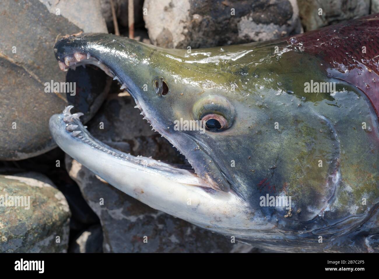 Wild red salmon fish sockeye salmon oncorhynchus nerka pacific salmon red color during spawning dying after spawn close