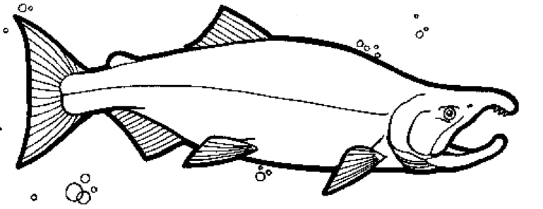 Color the sockeye salmon technology skills coloring pages to print fish patterns