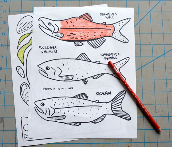 Printable coloring page sockeye salmon hand drawn nature coloring page for kids and adults mindful coloring