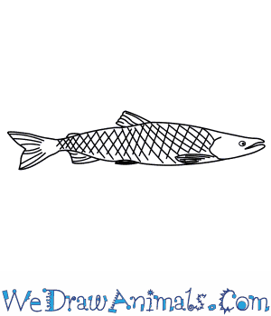 How to draw a sockeye salmon