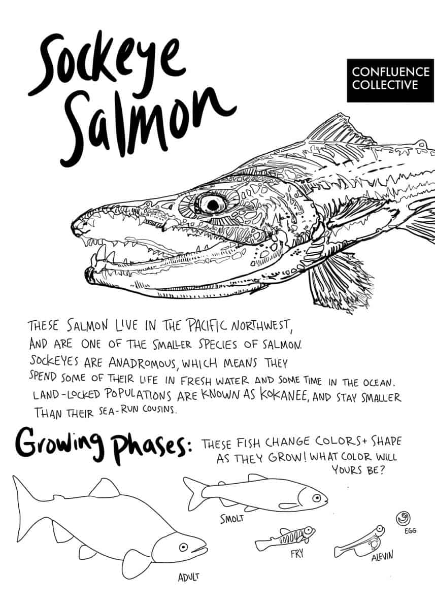 Salmon school