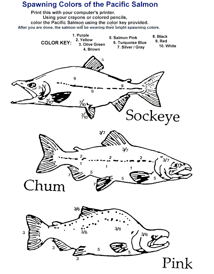 Sockeye salmon coloring pages