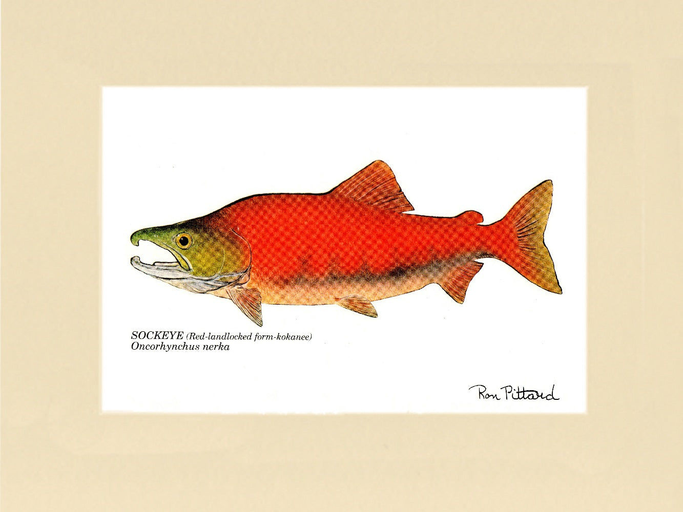 Sockeye salmon fish print kokanee