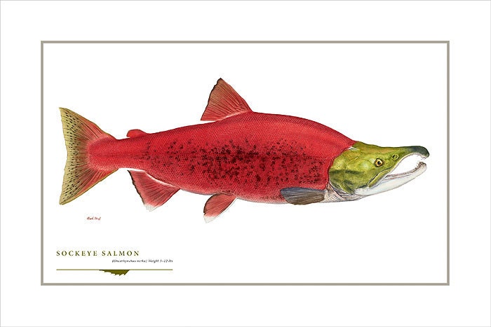 Sockeye salmon open edition print by flick ford western native salmon natural history art fish art freshwater gamefish picture