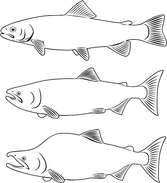 Sockeye salmon stock illustrations royalty