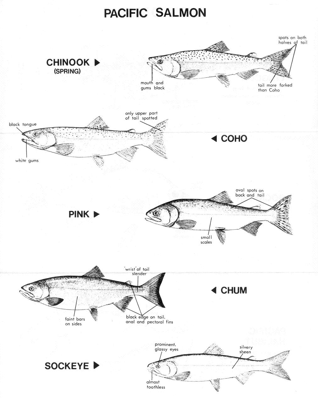 Fanny bay salmonid enhancement society