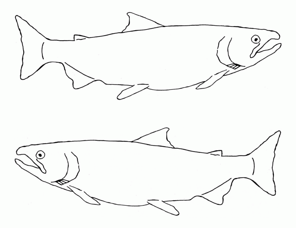 Free salmon coloring page download free salmon coloring page png images free cliparts on clipart library