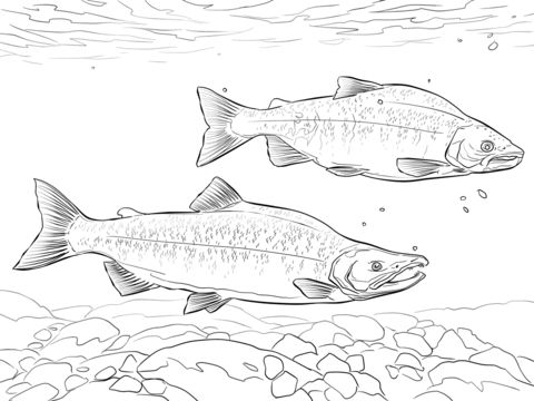 Kokanee salmon coloring page from salmon category select from printableâ kokanee salmon fly fishing art coloring pages